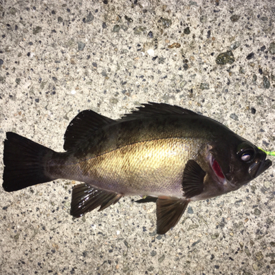 強風ライトゲーム