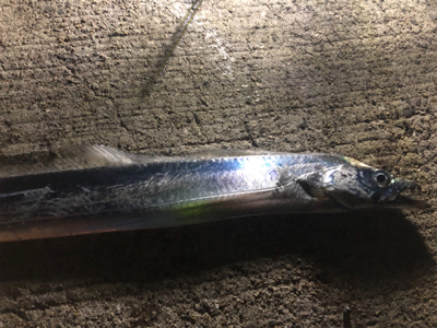 今年はどこへ！？タチウオさん