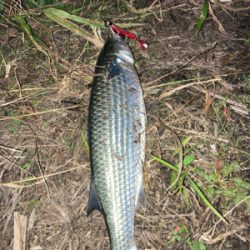 シーバス狙いの外道祭り