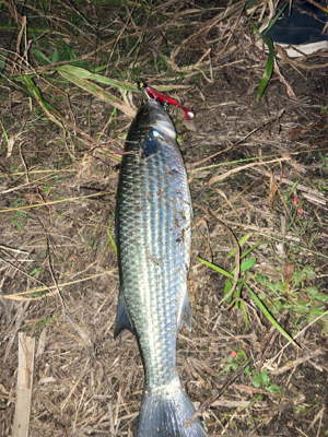 シーバス狙いの外道祭り
