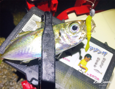 レベロクアジング