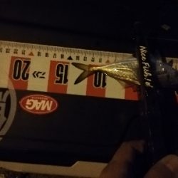 激渋アジング ほぼボーズ