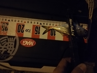 激渋アジング ほぼボーズ