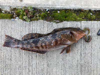 アイナメ数釣り