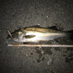 やっときてくれた！