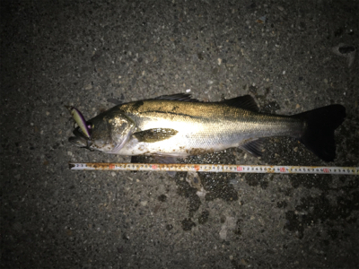 やっときてくれた！