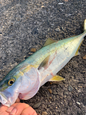 呑ませがおもしろい時期になってきた〜