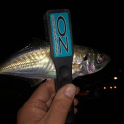 アジ後サバ（笑）