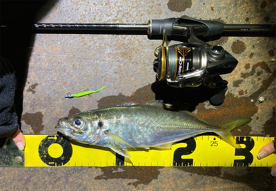 念願の尺アジ！