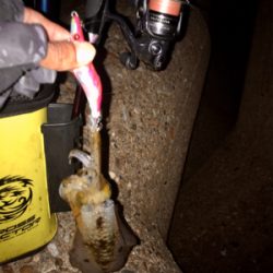 イカ時々タコ＼(^o^)／