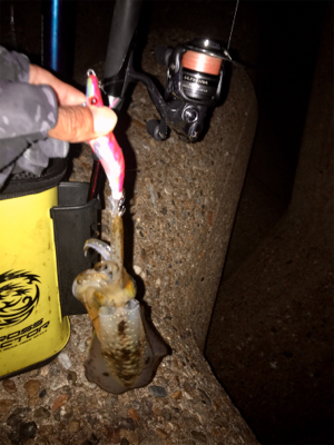 イカ時々タコ＼(^o^)／