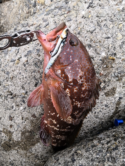 アコウにハマチ