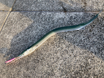 仕事帰りのダツ釣果！！