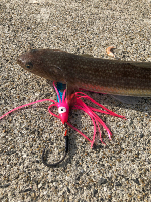 DAISOジグでライトショアジギング