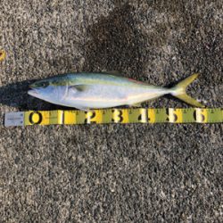 青物パラダイス