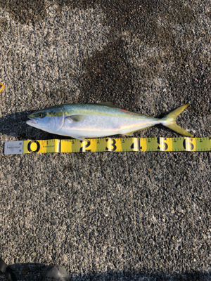 青物パラダイス