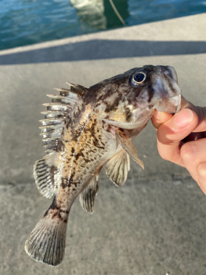 小物ワーム釣り