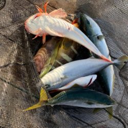 ウミックさんにて、レンタルボートでの釣果