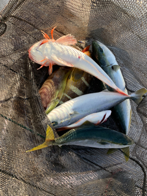 ウミックさんにて、レンタルボートでの釣果