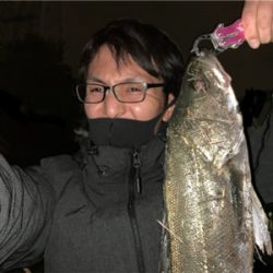 新河岸川シーバス