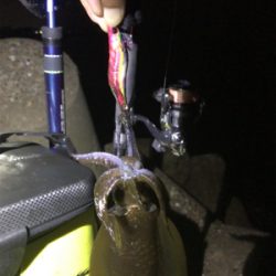 まだアオリイカ釣れるがサイズが…σ(^_^;)