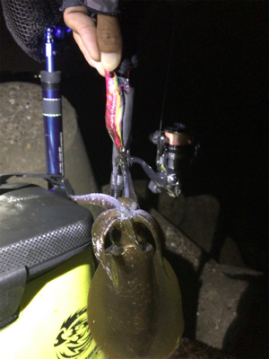 まだアオリイカ釣れるがサイズが…σ(^_^…