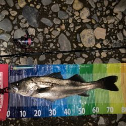 落ち鮎シーズン最高(o^^o)