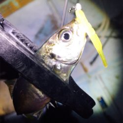 ゲキ渋アジング