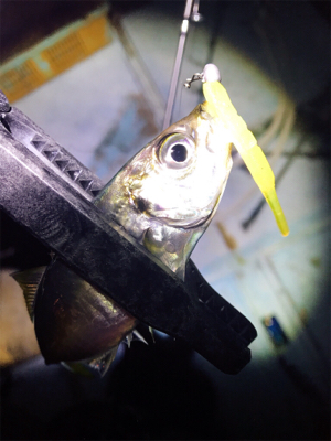 ゲキ渋アジング