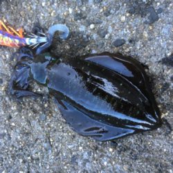 それぞれポロポロと