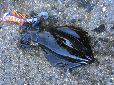 それぞれポロポロと