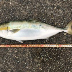 ハマチ！2020ライトゲーム第32戦