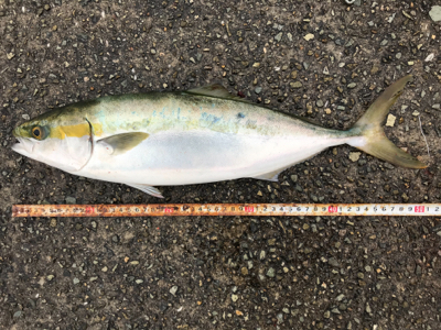 ハマチ！2020ライトゲーム第32戦