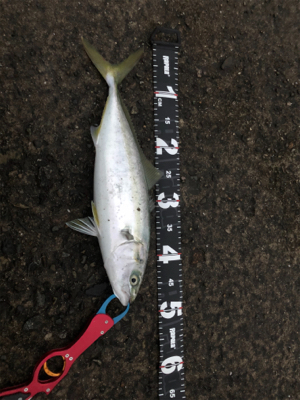 とりあえず一本