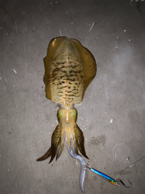 イカにもダイソージグは効く