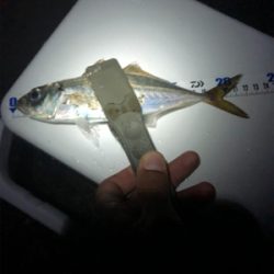 安定のアジング！