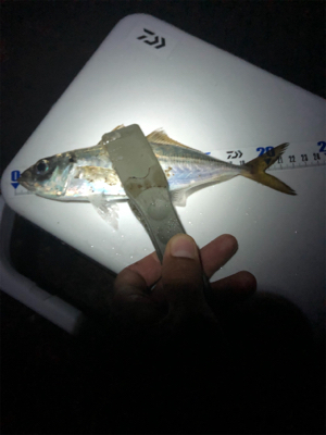 安定のアジング！