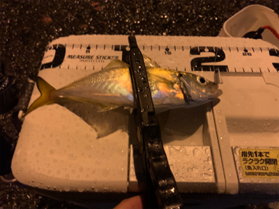 ベイトアジングの釣行⑪BADコンディション…