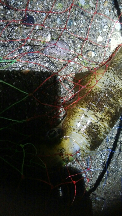 良型障泥烏賊2杯、キジハタ3匹！