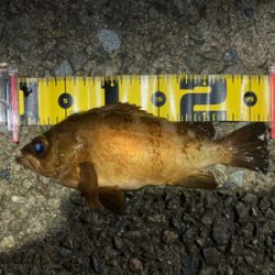 フロートアジングで5目釣り