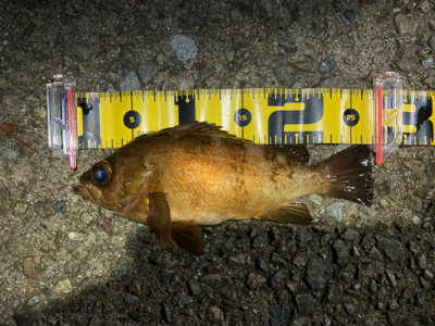 フロートアジングで5目釣り