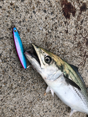 ようやくサゴシゲット！