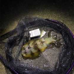 アオリイカヤーエンソーラン