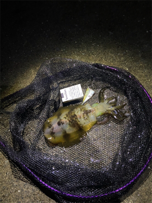 アオリイカヤーエンソーラン