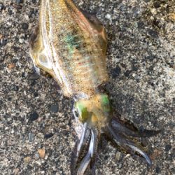 親父たちの釣行 煽烏賊を求めて