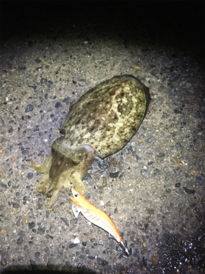 コウちゃんを狙いに