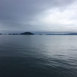 まだまだ小さめアオリイカ