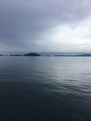 まだまだ小さめアオリイカ