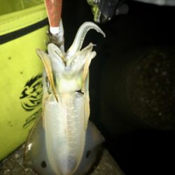 何とか1杯σ(^_^;)