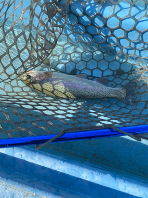 プールフィッシング